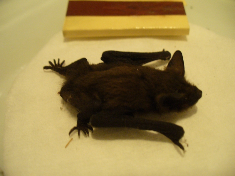 20100717_zwergfledermaus_04.jpg