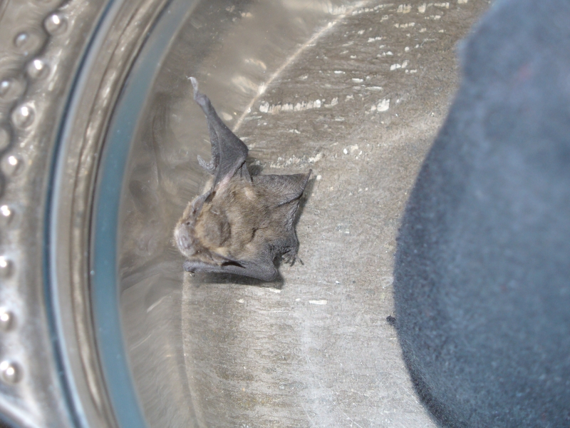 20100717_zwergfledermaus_25.jpg