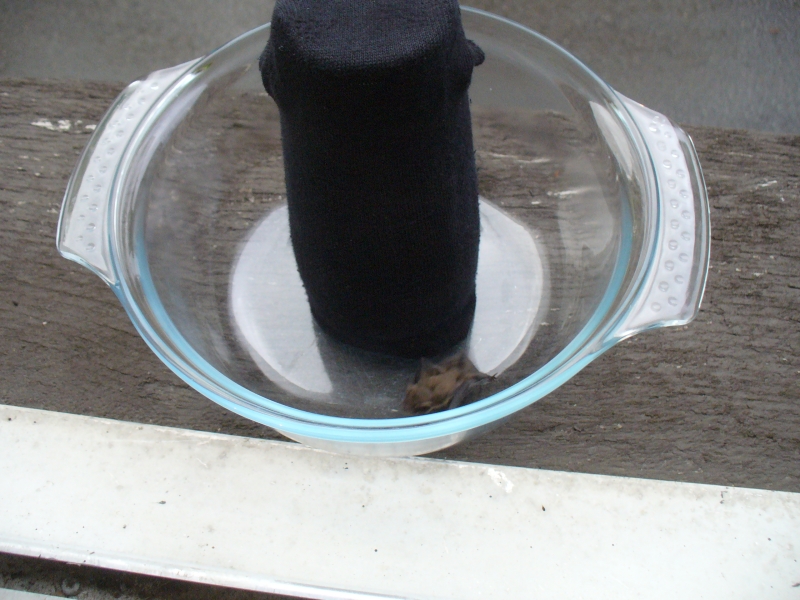 20100717_zwergfledermaus_28.jpg