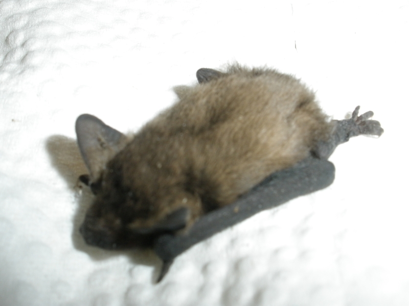20100717_zwergfledermaus_37.jpg