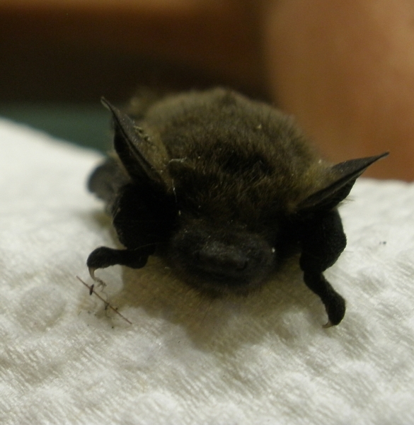 20100717_zwergfledermaus_40.jpg
