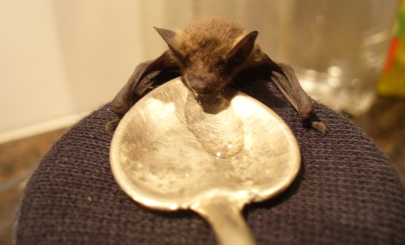 20100718_zwergfledermaus_70.jpg