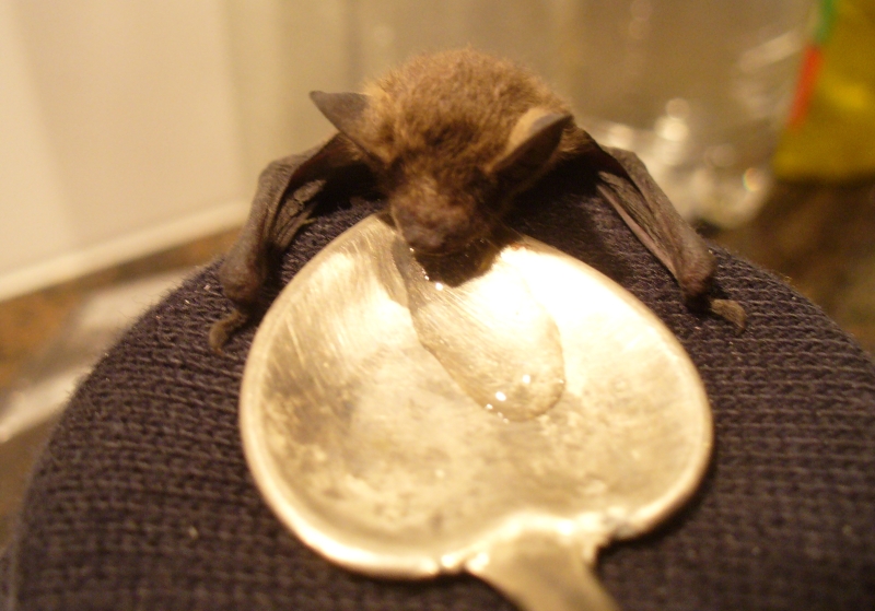 20100718_zwergfledermaus_73.jpg