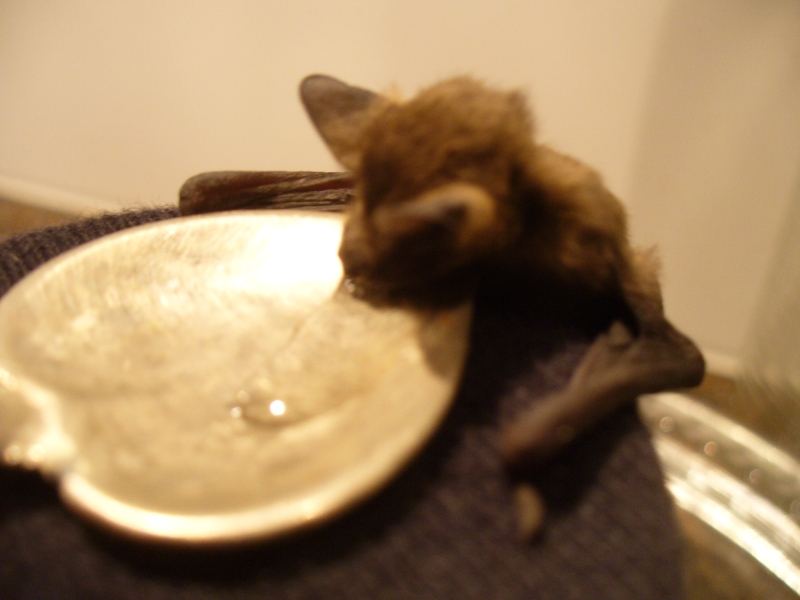 20100718_zwergfledermaus_76.jpg