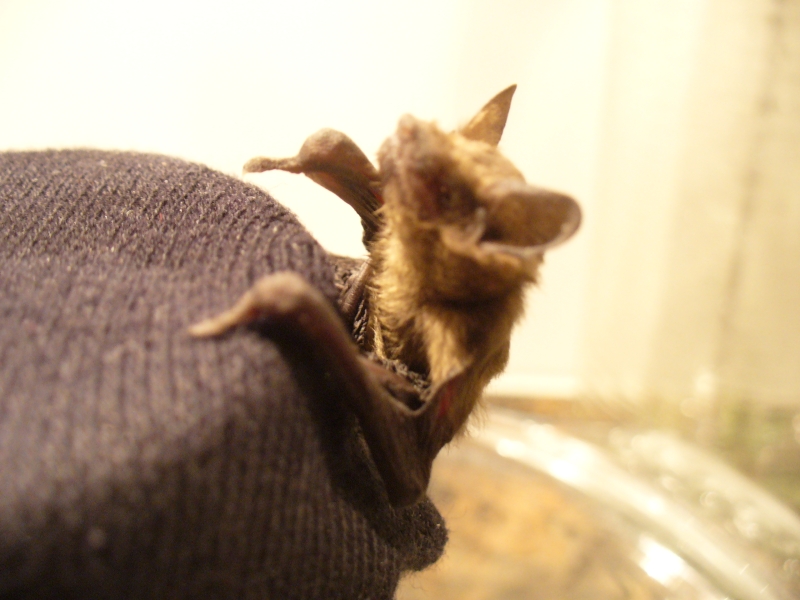 20100718_zwergfledermaus_85.jpg