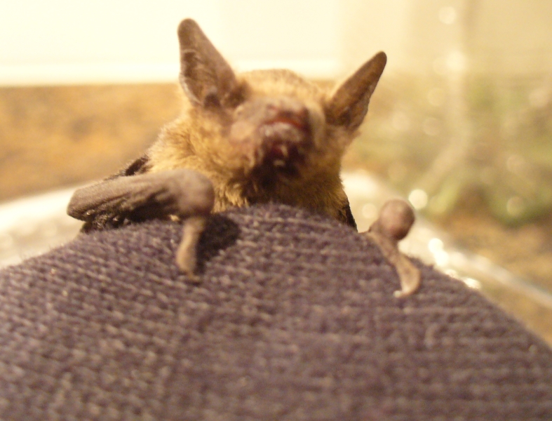 20100718_zwergfledermaus_88.jpg