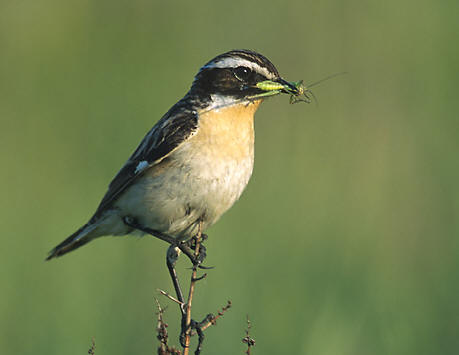 Braunkehlchen Männchen