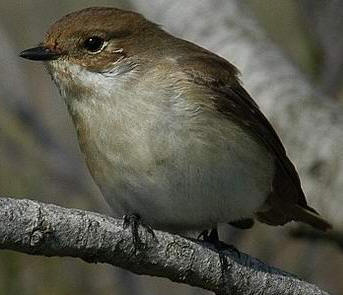 Trauerschnäpper Weibchen