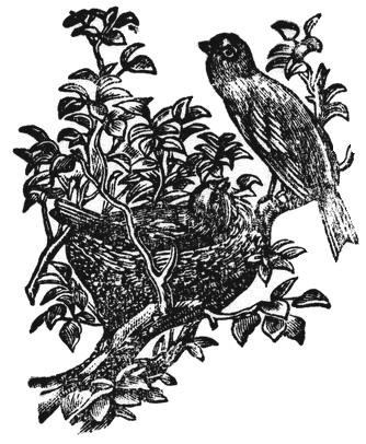 Signet Vogelnest