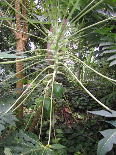 20050917_nvs_masoala_16.jpg