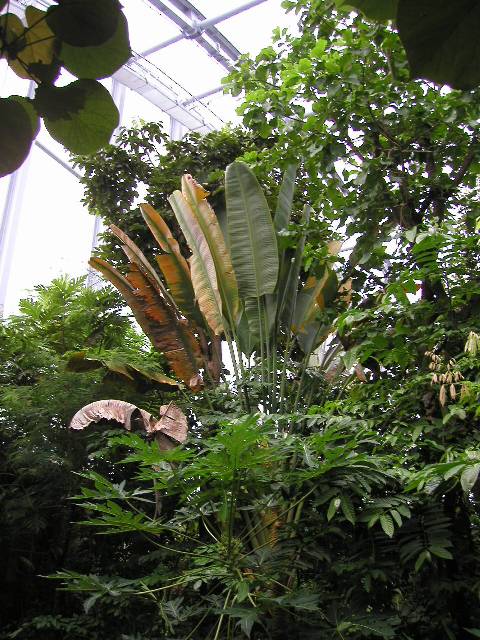 20050917_nvs_masoala_17.jpg