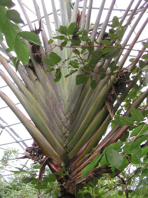 20050917_nvs_masoala_23.jpg
