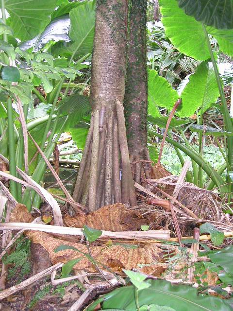 20050917_nvs_masoala_26.jpg