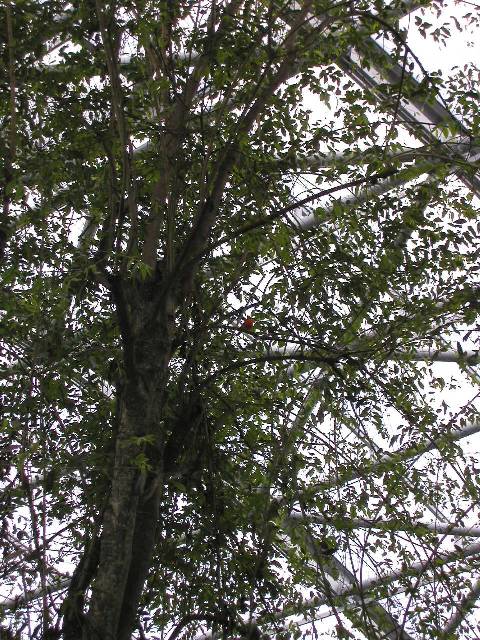 20050917_nvs_masoala_36.jpg