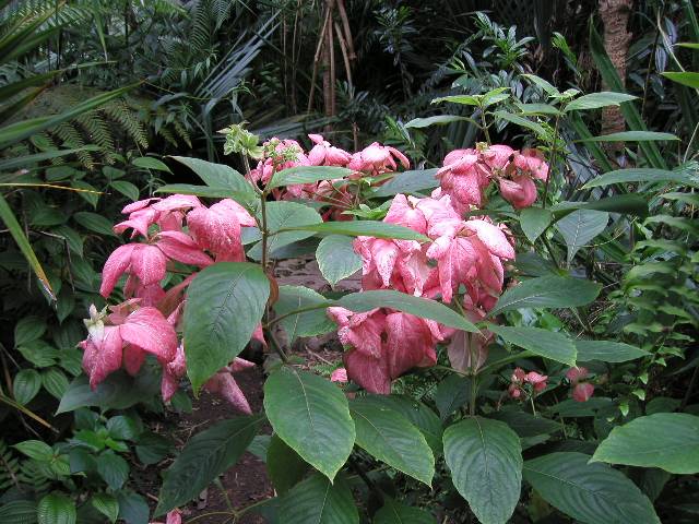 20050917_nvs_masoala_43.jpg