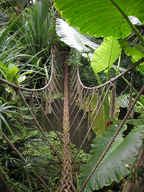 20050917_nvs_masoala_46.jpg
