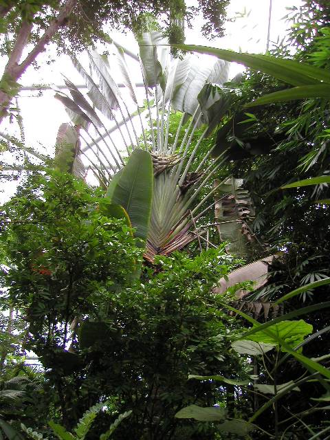 20050917_nvs_masoala_50.jpg
