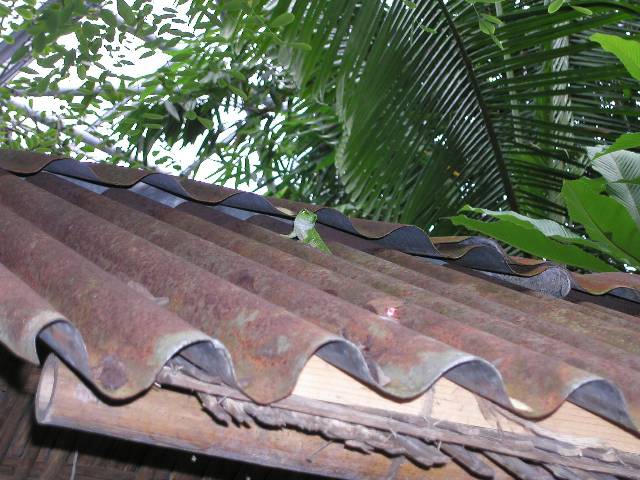 20050917_nvs_masoala_52.jpg