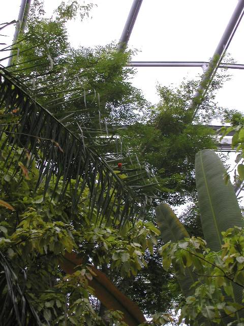 20050917_nvs_masoala_58.jpg