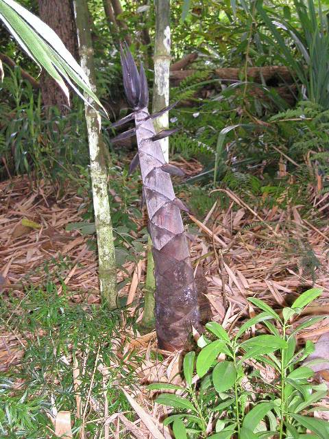 20050917_nvs_masoala_61.jpg