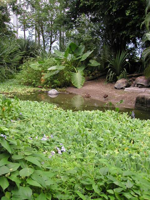 20050917_nvs_masoala_65.jpg