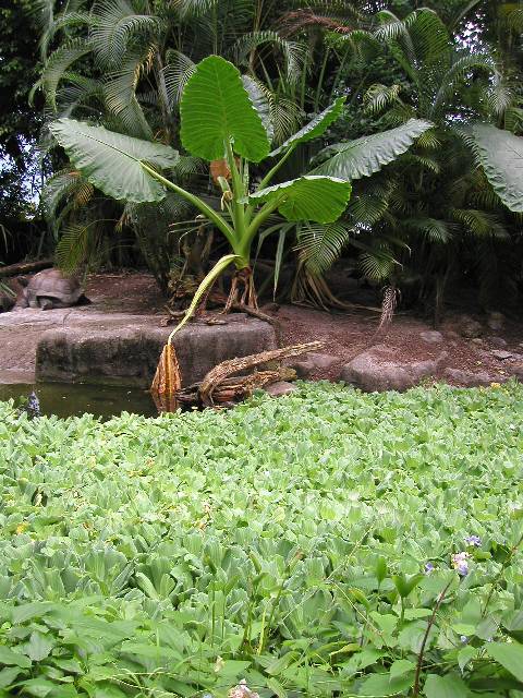 20050917_nvs_masoala_66.jpg