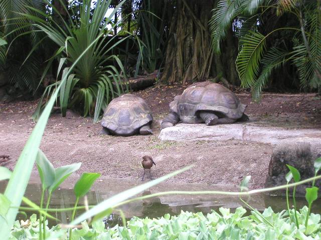 20050917_nvs_masoala_68.jpg