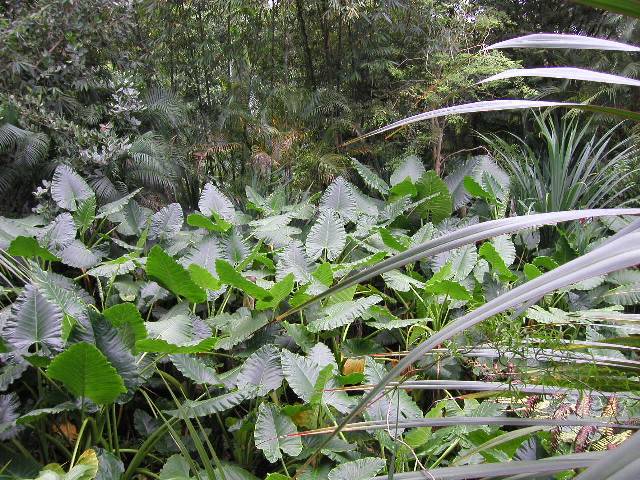 20050917_nvs_masoala_72.jpg