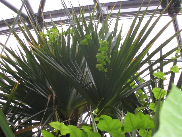 20050917_nvs_masoala_76.jpg