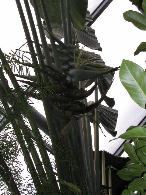 20050917_nvs_masoala_86.jpg