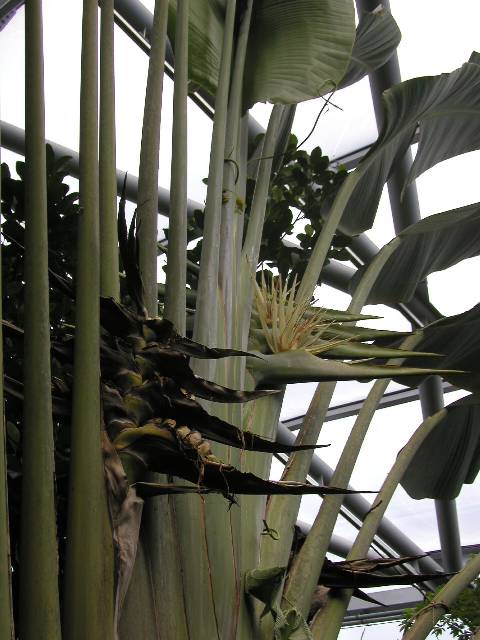 20050917_nvs_masoala_87.jpg