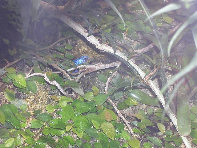 20050917_nvs_masoala_93.jpg