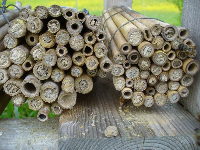 20080517_130931_nvs_wildbienen.jpg