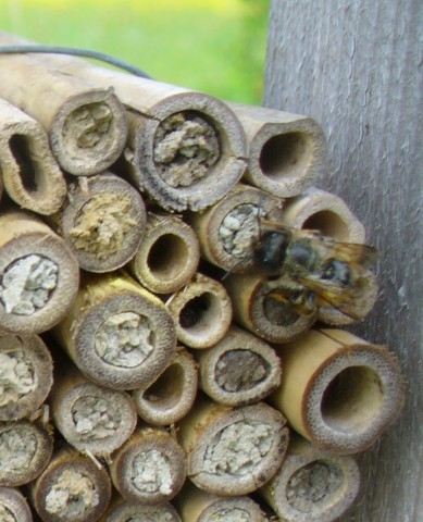 20080517_130936_nvs_wildbienen.jpg