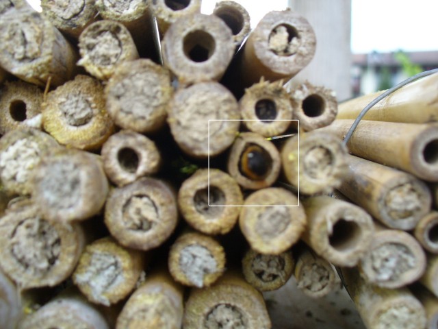 20080517_131044_nvs_wildbienen.jpg