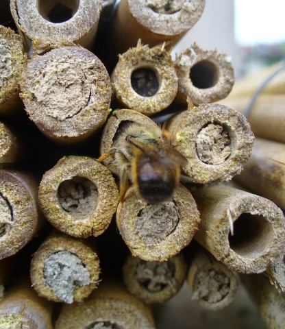 20080517_131047_nvs_wildbienen.jpg