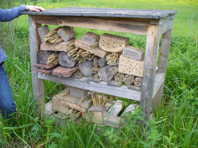 20080517_143555_nvs_wildbienen.jpg