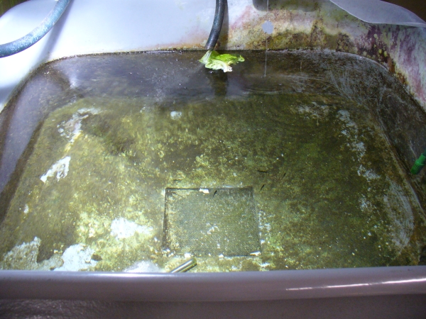 20090628_0210.jpg