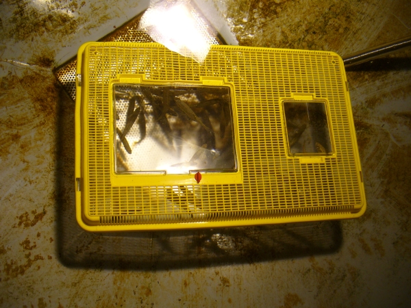 20090628_0331.jpg