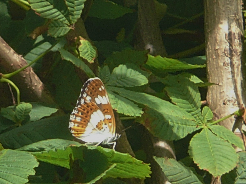 20100709_172127_nvs_krebssafari.jpg