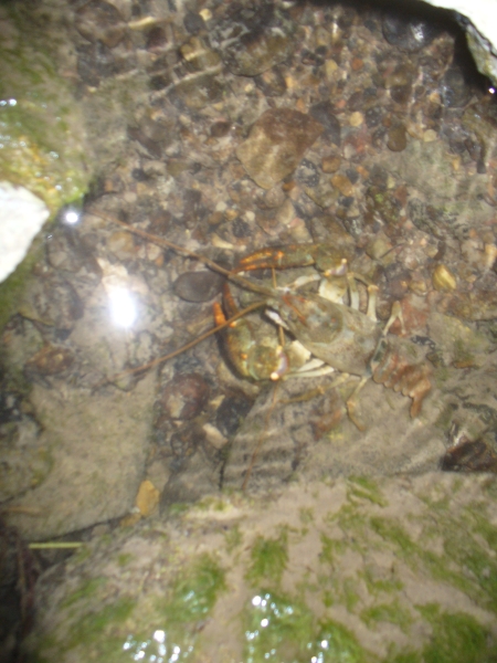 20100709_214322_nvs_krebssafari.jpg