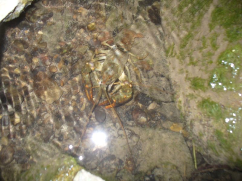 20100709_214352_nvs_krebssafari.jpg