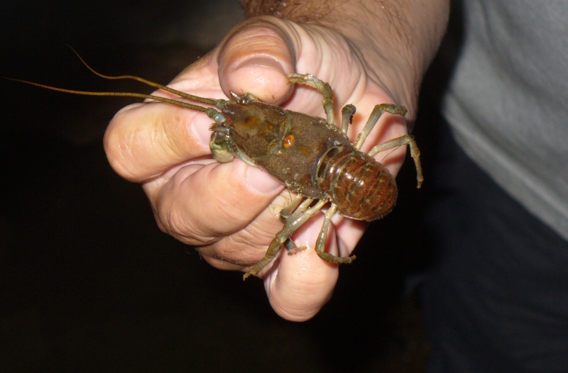 20100709_220745_nvs_krebssafari.jpg