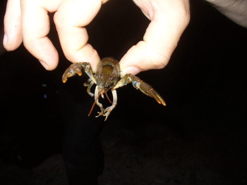 20100709_220833_nvs_krebssafari.jpg