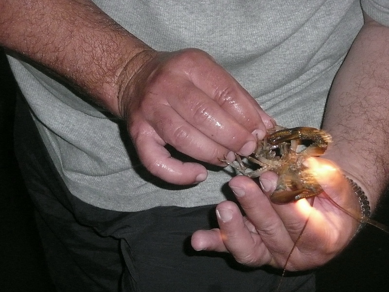 20100709_221040_nvs_krebssafari.jpg