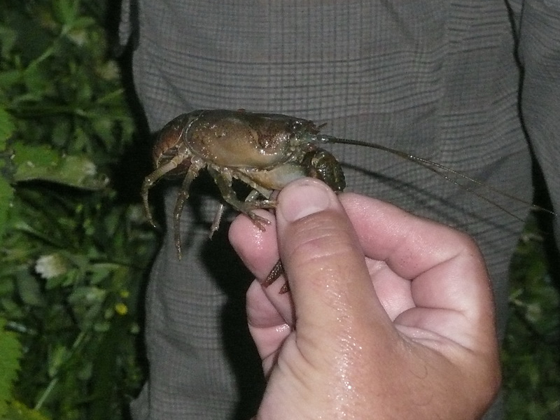 20100709_221048_nvs_krebssafari.jpg