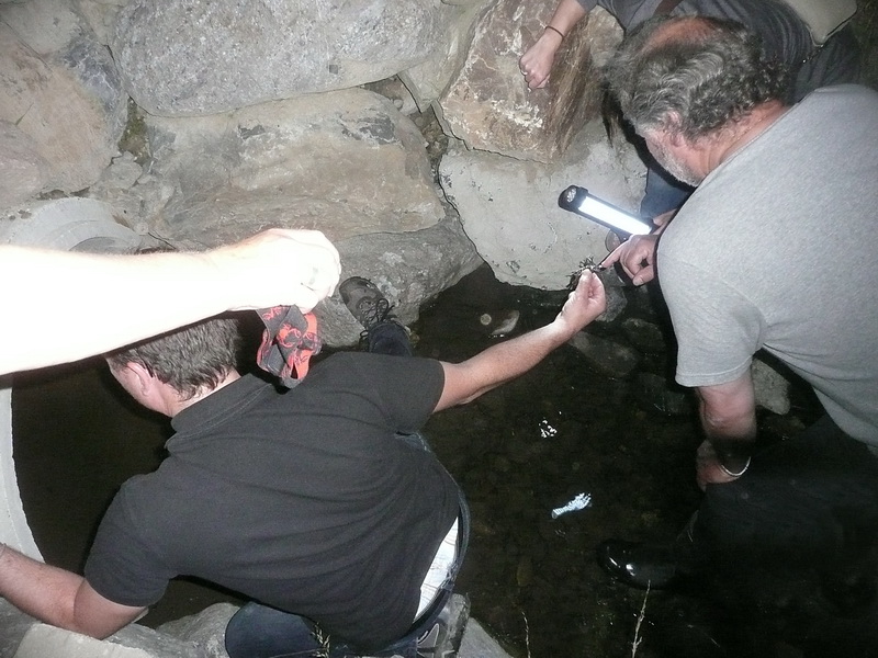 20100709_221135_nvs_krebssafari.jpg