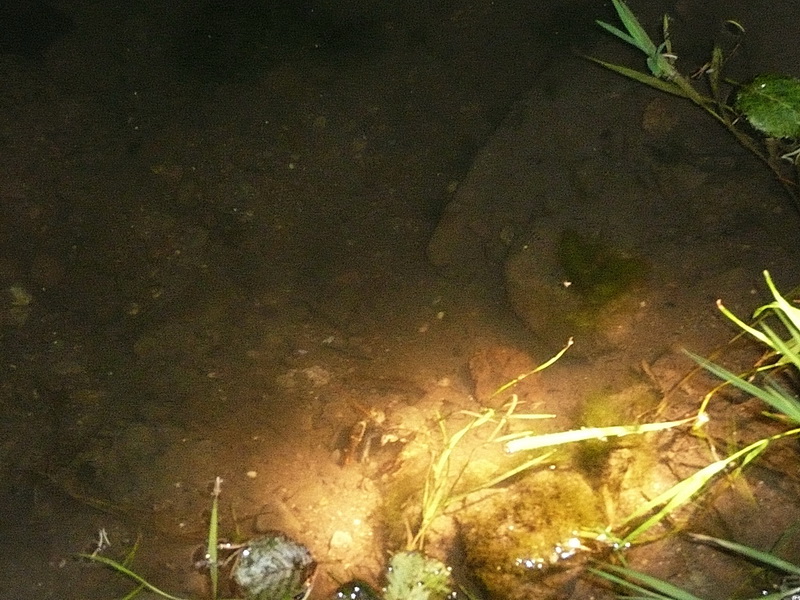 20100709_221838_nvs_krebssafari.jpg