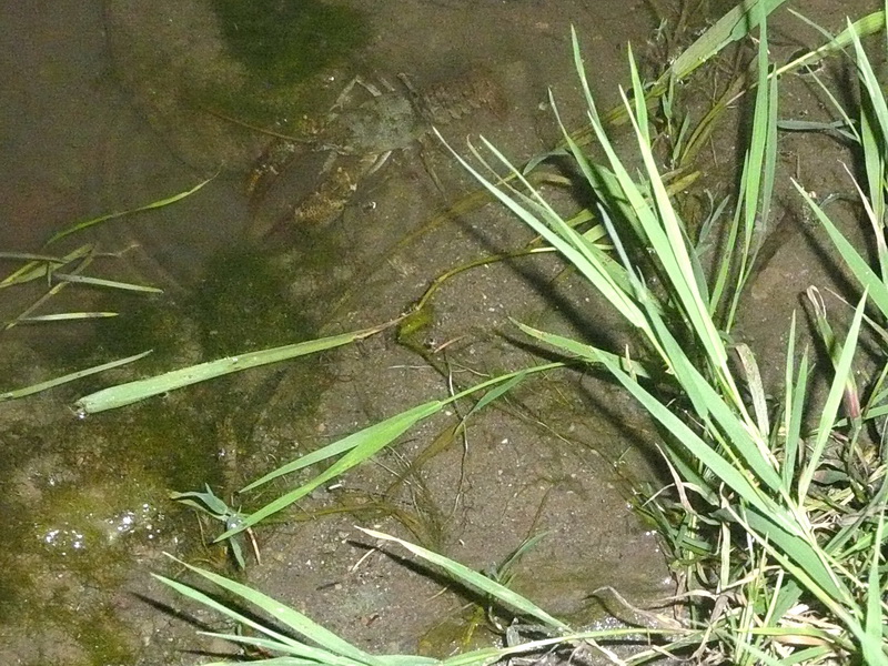20100709_221928_nvs_krebssafari.jpg